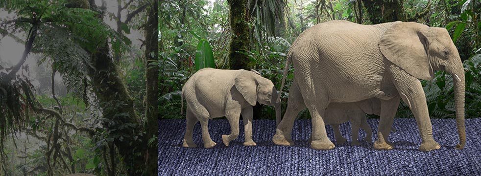 collage elefanten curly